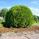 Tuja Omnia Garden Little Giant