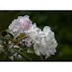 Rhododendron Omnia Garden Schneekrone 25-30 cm