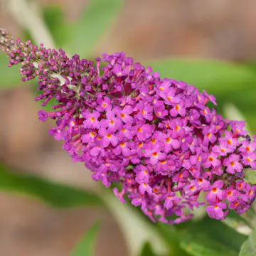 Prydnadsbuske Omnia Garden Syrénbuddleja Fjärilsbuske Miss Ruby