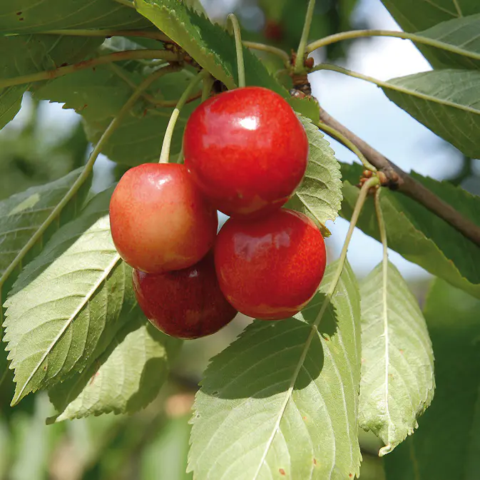 Sötkörsbärsträd Omnia Garden Merton Glory E