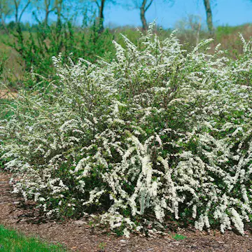Buske Omnia Garden Norsk Brudspirea 20-40cm Krukodlade