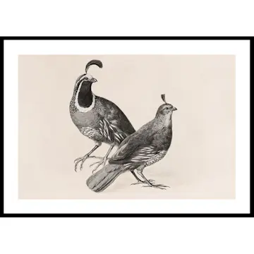 Poster Gallerix Gamble Quail By Charles Christian Nahl