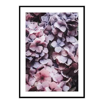 Poster Gallerix Pink Hydrangea