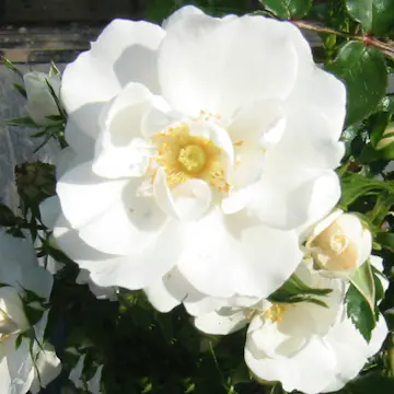 Ros Omnia Garden Marktäckande Diamond Border