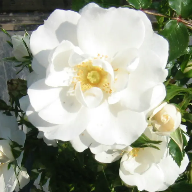 Ros Omnia Garden Marktäckande Diamond Border