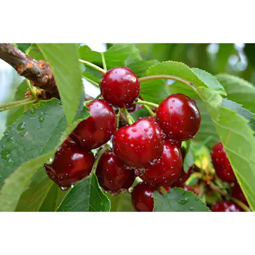 Körsbärsträd Omnia Garden Prunus Avium Sunburst