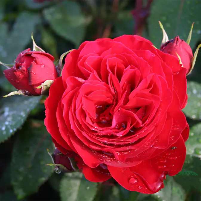 Flerblommig Rabattros Omnia Garden Look Good Feel Better