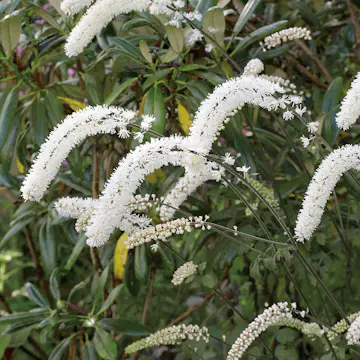 Perenn Omnia Garden Höstsilverax Brunette