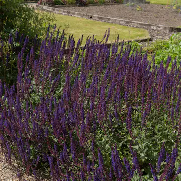 Perenn Omnia Garden Stäppsalvia Mainacht