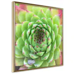 Poster Artgeist Affisch Succulent