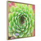 Poster Artgeist Affisch Succulent