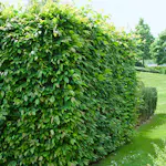 AvenBok Omnia Garden 60-100 cm