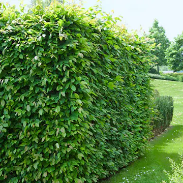 AvenBok Omnia Garden 60-100 cm