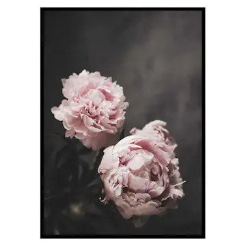 Poster Gallerix Pink peonies No2