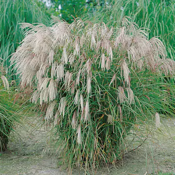 Prydnadsgräs Glansmiskantus Omnia Garden Japanskt Gräs Kleine Fontäne
