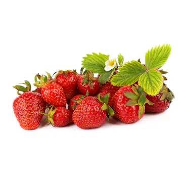 Jordgubbe Omnia Garden Fragaria Ananassa Malwina