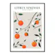 Poster Gallerix Citrus Sinensis