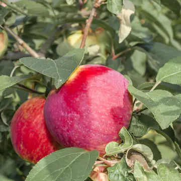 Äppelträd Omnia Garden Malus Domestica Birgit Bonnier E Birgit