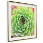Poster Artgeist Affisch Succulent
