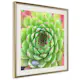 Poster Artgeist Affisch Succulent