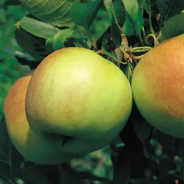 Äppelträd Omnia Garden James Grieve E