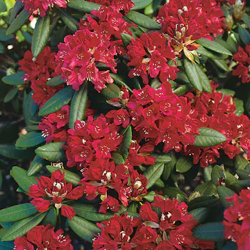 Rhododendron Omnia Garden Nova Zembla