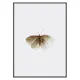 Poster Gallerix Watercolor Butterfly
