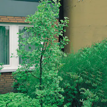 Ginkgo Tempelträd Omnia Garden 60-80 cm