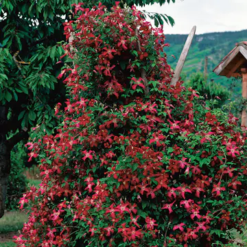 Klätterväxt Ljusvioletta Viticella Klematis Omnia Garden 40-60 cm