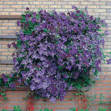 Klätterväxt Mörkblå Jackman Klematis Omnia Garden 40-60 cm