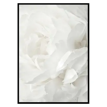 Poster Gallerix White Rose No2