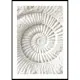 Poster Gallerix The Nautilus Carving
