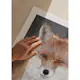 Poster Gallerix Red Fox