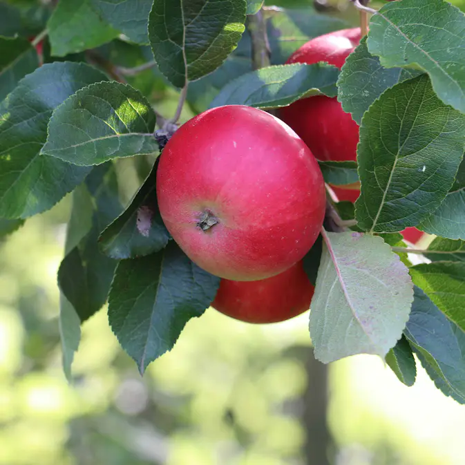 Äppelträd Omnia Garden Discovery E Svagväxande