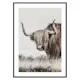 Poster Gallerix Highland Cattle