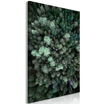 Tavla Arkiio Flying Over Forest