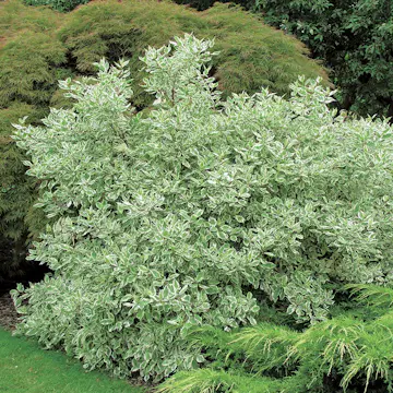 Prydnadsbuske Omnia Garden Rysk Kornell