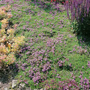 Backtimjan Omnia Garden