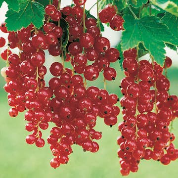 Buske Röda Vinbär Stam Röda Holländska Omnia Garden 40-60 sth