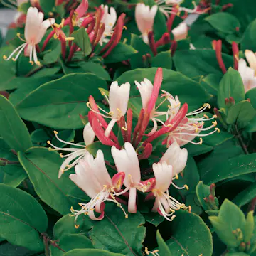 Klätterväxt Slingertry Red World Omnia Garden 40-60 cm