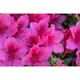 Rhododendron Azalea Omnia Garden Kermesina 20-25 cm