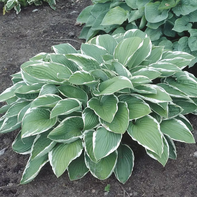 Blomsterfunkia Omnia Garden Fortunei Francee