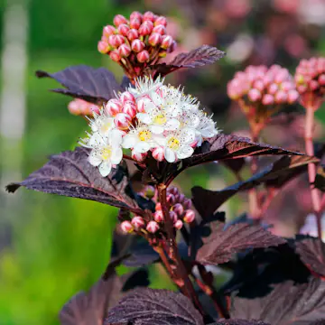 Prydnadsbuske Omnia Garden Smällspirea Tiny Wine