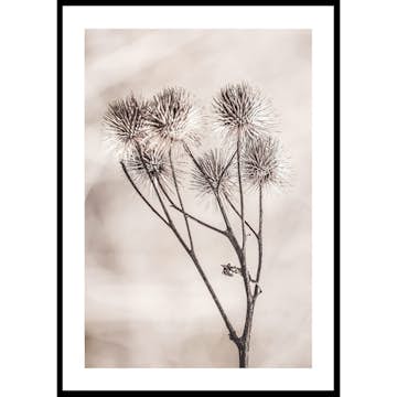Poster Gallerix Dried Flower Sprig