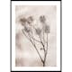 Poster Gallerix Dried Flower Sprig