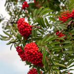 Prydnadsträd Omnia Garden Rönn