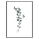 Poster Gallerix Eucalyptus No1