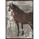 Poster Gallerix Štúdia koňa By Jozef Hanula
