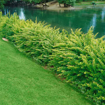 Prydnadsbuske Omnia Garden Häckberberis Krukodlad