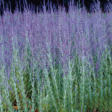 Prydnadsbuske Omnia Garden Perovskia